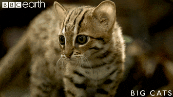 Baby Animal Cat GIF by BBC Earth