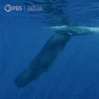Pbs Nature Love GIF by Nature on PBS