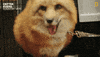 Wild Animals Fox GIF by Nat Geo Wild
