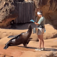 Sea Lion Seal GIF by University of Memphis