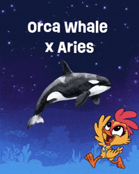 Orca Whale Astrology GIF by Wind Sun Sky Entertainment