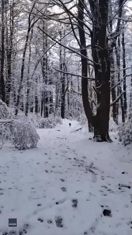 Black Hound Runs Through Park After Record-Breaking Snowfall in Boston