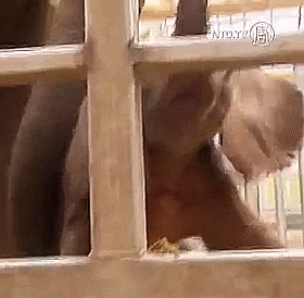 Video gif. Baby elephant with a larger elephant are in a metal enclosure. The baby elephant pops his feet on one of the bars and then wraps his trunk around another bar to look at us.