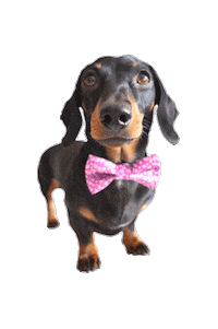 Celebrate Bow Tie Sticker