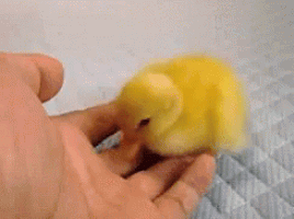 hungry duck GIF