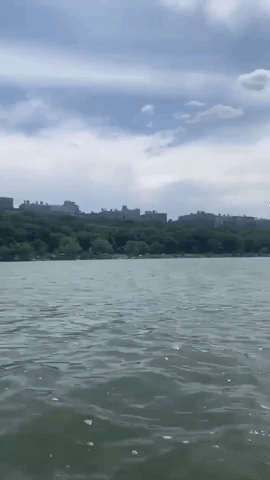 Dolphins Swim Near Kayakers Along the Hudson River