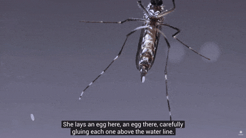 Protect Public Health GIF by SGVmosquito