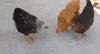 chicken GIF