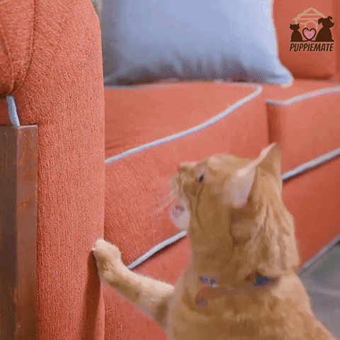 Puppiemate giphyupload puppiemate scratshprotector GIF