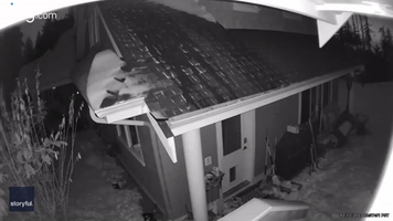 Trio of Bears Raid British Columbia Home After Squeezing Through Doggy Door