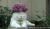 zen GIF