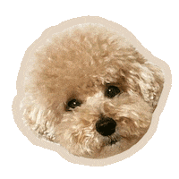 Nov Sticker