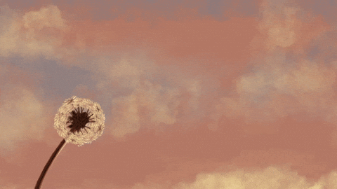marisa_martin giphyupload sunset wind peaceful GIF