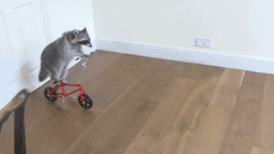 bike raccoon GIF