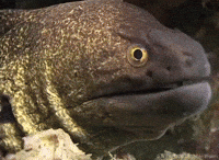 Marine Biology Ocean GIF