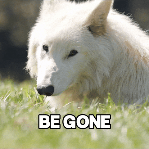 Wolf Wildlife GIF by Colossal