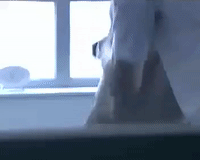 fen dou GIF