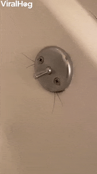 Bugs Insects GIF by ViralHog