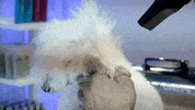 Dogs Stripping GIF by Artero Professional Line