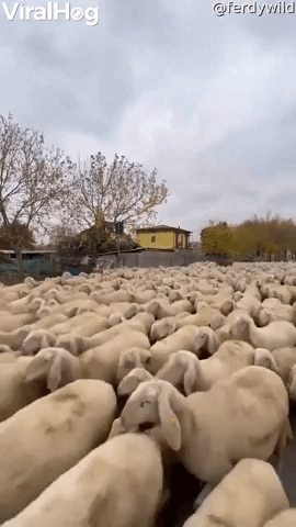 A River of Sheep Flood the Streets