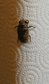 metamorphosis cicada GIF