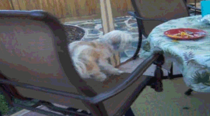So Close Lol GIF by America's Funniest Home Videos