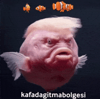 Usa America GIF
