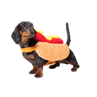 This Is Halloween Dog Sticker by Five Below