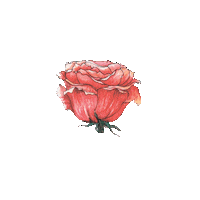 LilitS art flower drawing watercolor Sticker