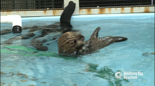 sea otter GIF by Monterey Bay Aquarium
