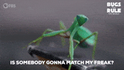 Searching Praying Mantis GIF by PBS