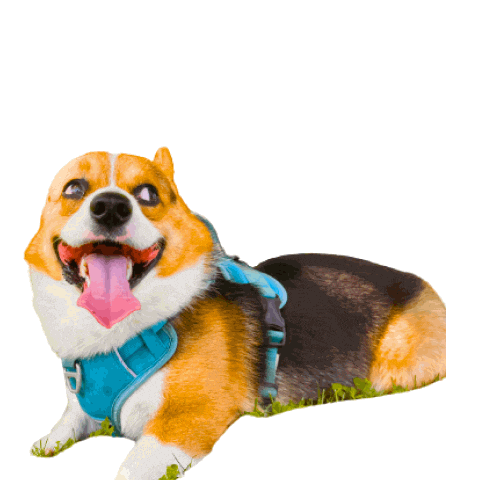 Corgi Polish Sticker