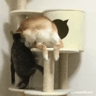 cuteanimalland giphyupload GIF