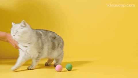 Cat Playing GIF by Klaus