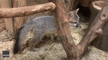 Rescued Fox Cub Explores Its New Home