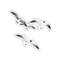 Birds Gasstation Sticker by orlenunipetrol