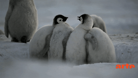 antarctique GIF by ARTEfr