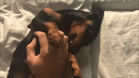 Young Dachshund Can't Get Enough of Belly Rubs
