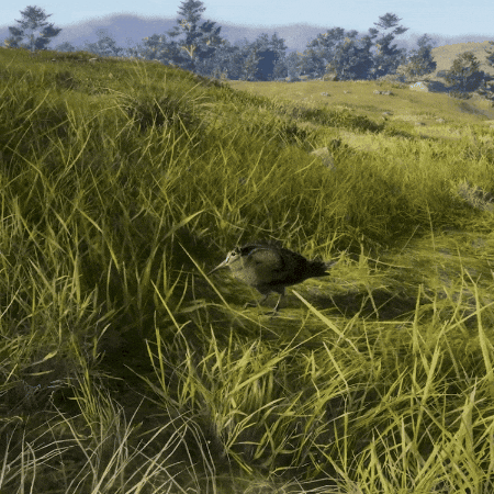 theHunterCOTW giphygifmaker dance bird scotland GIF