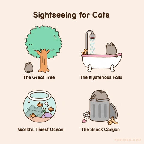 starturtle87 giphyupload cat tree shower GIF