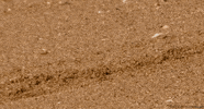 bbc africa turtle GIF by Head Like an Orange