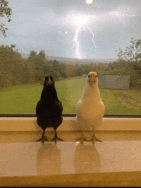 Good And Evil Chicken GIF