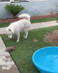 jaxthehusky dog summer dogs pool GIF