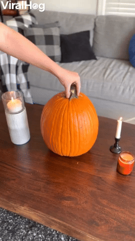 Spider Monkey Sits Inside Pumpkin
