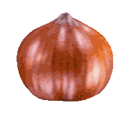 loacker hazelnut wafer loacker Sticker