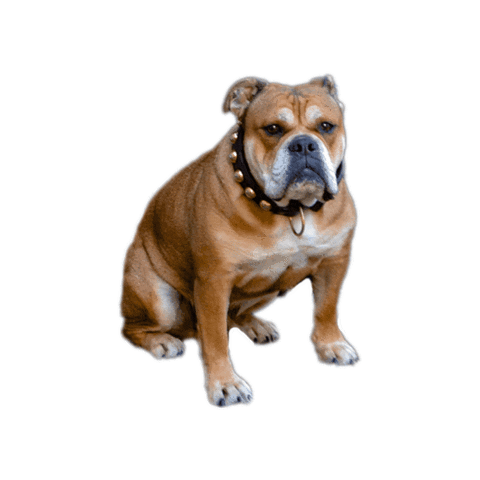 Dog Bulldog Sticker by myfoodfactory