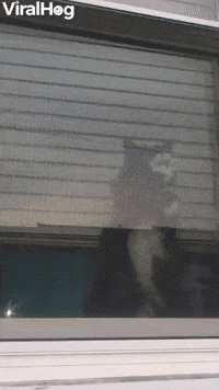 Jealous Kitty Uses Rapid Paws on Window