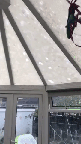 Hail 'The Size of Golf Balls' Break Through Roof in Leicestershire