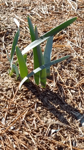 Simongip giphygifmaker GIF