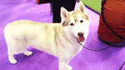 dog show GIF by Westminster Kennel Club